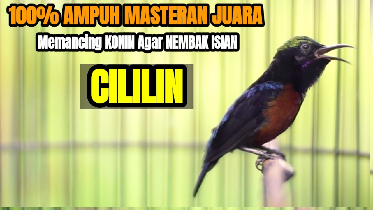 KONIN GACOR ISIAN CILILIN INI COCOK BUAT MASTERAN BURUNG KOLIBRI NINJA
