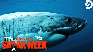 Heart-Pounding Moments from Shark Week 2023 Part 2 | Shark Week | Discovery