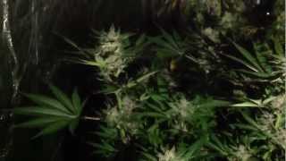 Sonic Boom cloning/Frosty The Dabman