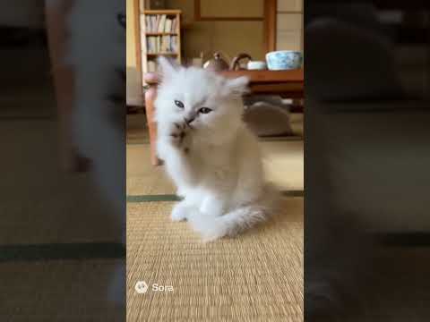 毛繕いをする子猫/A kitten grooming itself