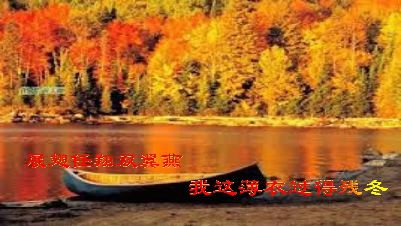 秋天的枫叶
