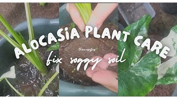 Alocasia Care: How to fix waterlogged or soggy soil?