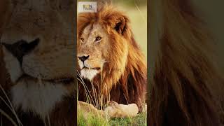 🦁 SINGA – Raja Hutan yang Jarang ke Hutansinga
