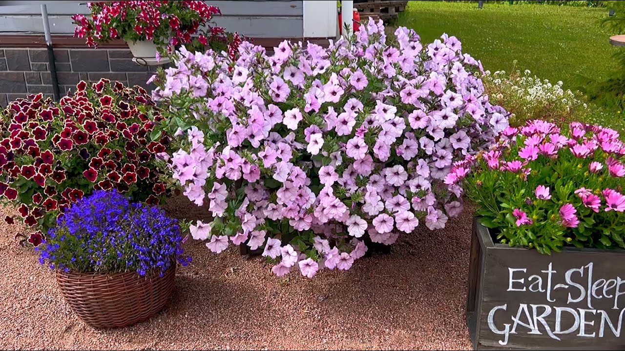 Мои петунии  2022 🌸 вегетативные и семенные - обзор сортов 🌝 +SUB