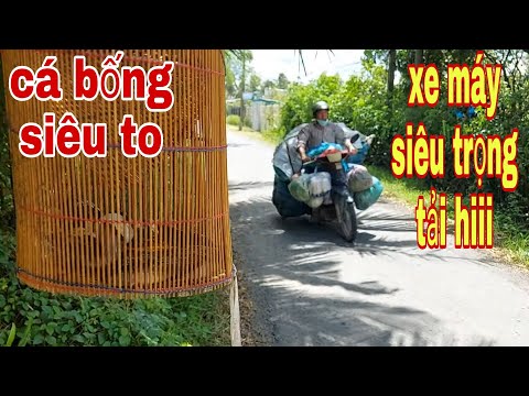Video Về Bến Nhà Đặt Lợp Cá Bống , Chỉ Cần Nước Vừa Ngập Hom... - youtube