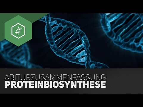 Video: Proteinbiosynthese: Kurz Und Klar