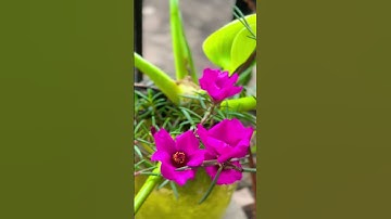 Thumbnail of ❣️🤞#peace #trending #music #song #viral #viralvideo #viralshorts #shorts #love #fyp #trendingshorts