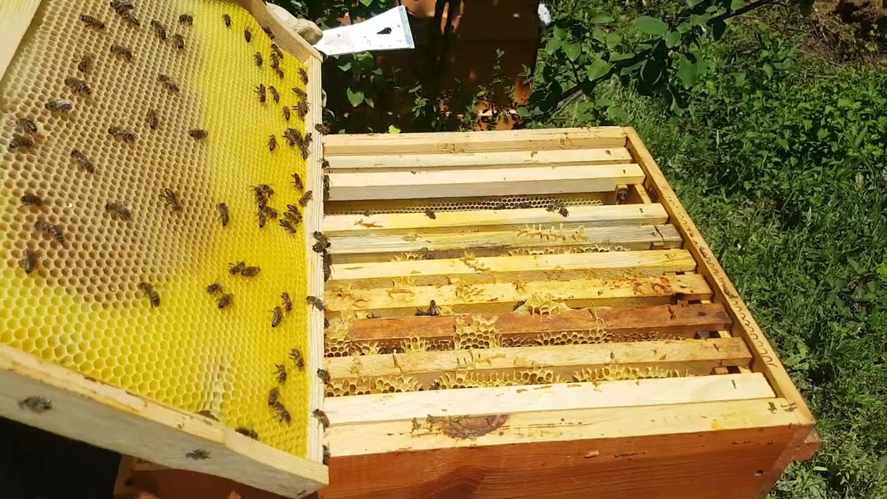 ALMAN USULÜ ARIYA BAKIM 2.BÖLÜM