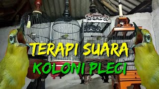 Download Lagu TERAPI SUARA PLECI KOLONi//ampuh  buat pleci lain cepet gacor👍👍👍 MP3