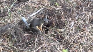 Squirrel getting ready for winter