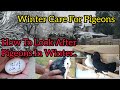 How to look after pigeons in wintertips  advice on pigeons winter care