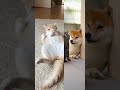 可愛いだけじゃない!笑いの才能まである猫たち6連発 #funnycats #funnyvideo #猫動画