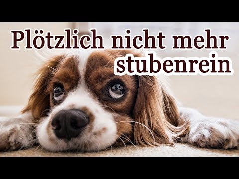 Video: So Verhindern Sie, Dass Ihr Hund Auf Das Bett Uriniert