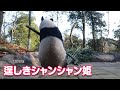 【尤爱熊猫Original】爆笑！今度は大きな竹をお持ち帰りするシャンシャン＾＾