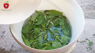 Nettle - fertilizer and insecticide from nature
