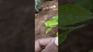 Hoverfly larva preying on aphids