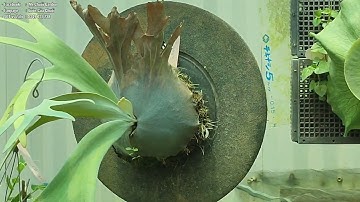 Cách cây ổ rồng đẻ con bằng rễ