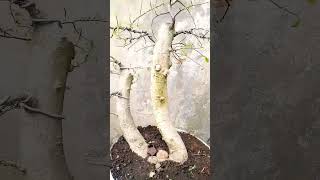 bonsai serut setelah di pruning