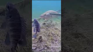 Best Fishing Moments Underwater Compilation 2