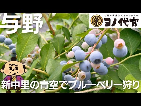 あおぞらブルーベリーガーデンの紹介動画サムネイル
