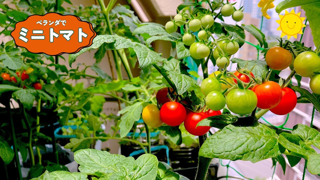 Dwarf cherry tomatoes] A compact size of 58cm for a large harvest