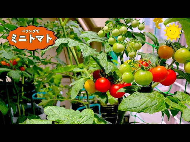 Dwarf cherry tomatoes] A compact size of 58cm for a large harvest