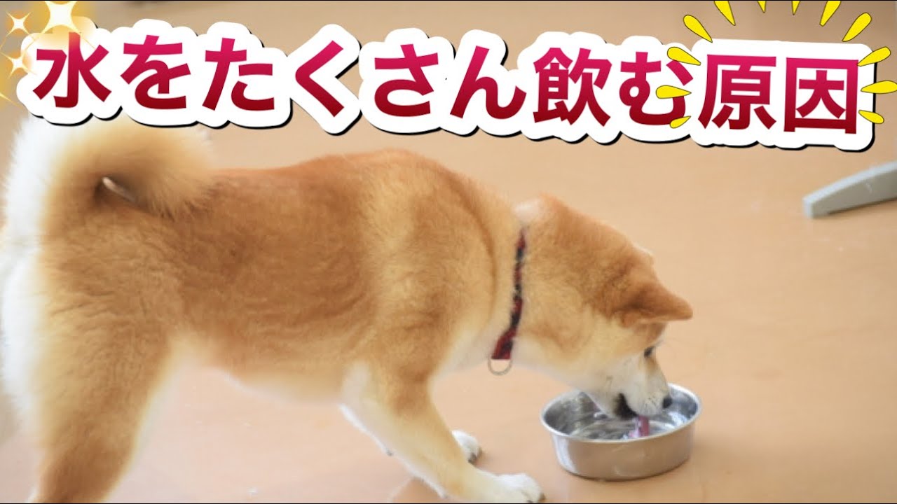 愛犬が水をたくさん飲む場合の対処法を経験20年の獣医師が説明