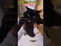 必ずにやけてしまう。可愛すぎるネコたちTOP7!!