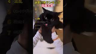 必ずにやけてしまう。可愛すぎるネコたちTOP7！！