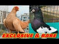 Top varieties of fancy pigeon breeds 91