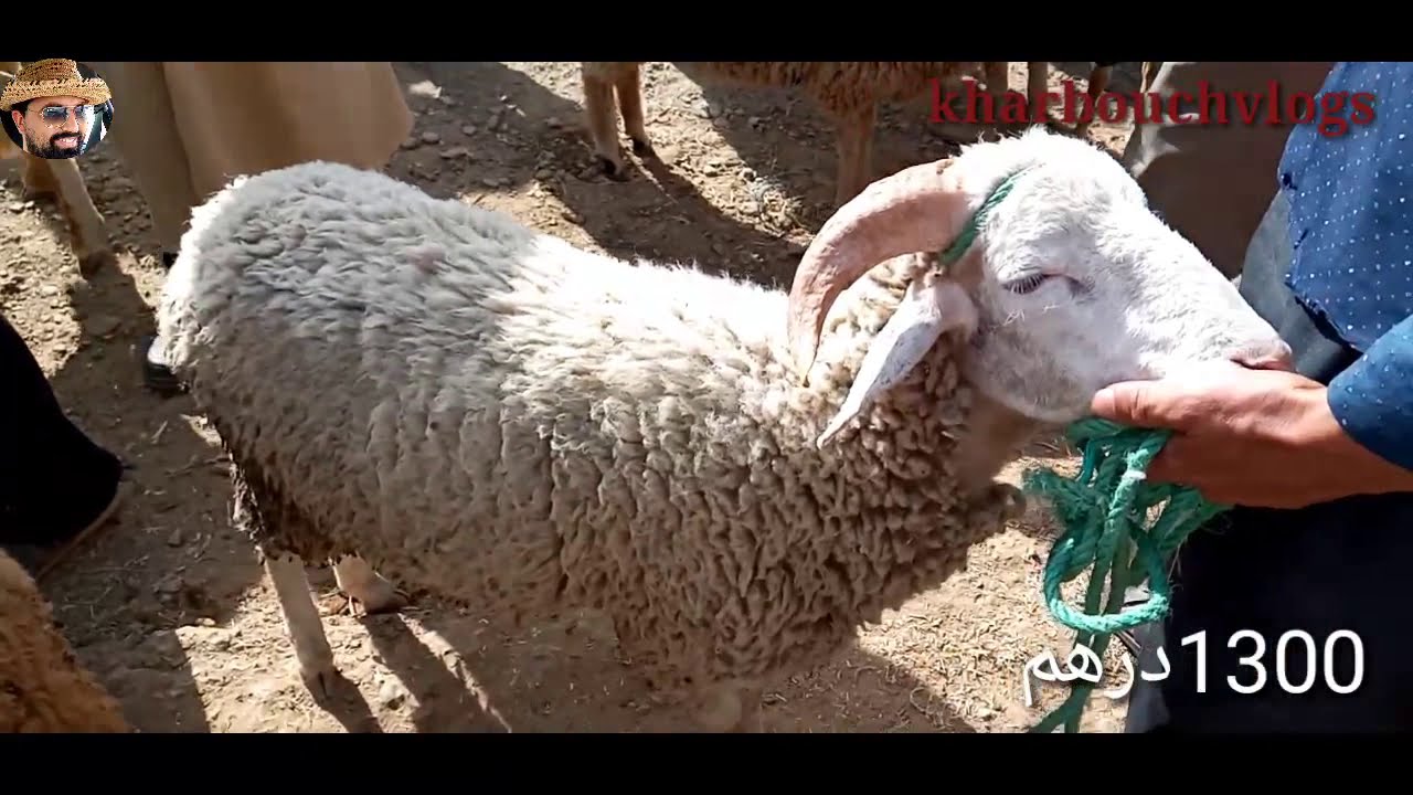 الحولي المليح غالي وهابشحال..من سوق الأحد تروال/وزان/جهة طنجة تطوان الحسيمة