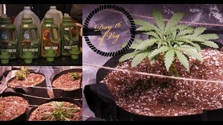 Day 16 Veg