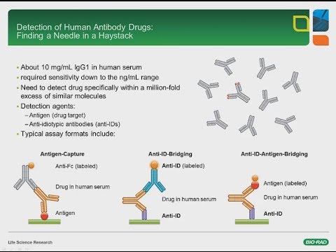 Developing Recombinant Anti Idiotypic Antibodies For Pk Pd And Immunogenicity Assays Youtube