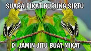 SUARA PIKAT BURUNG SIRTU MP3 || DI JAMIN BURUNG LANGSUNG TURUN