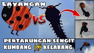 pertarungan seru layangan unik kumbang VS kelabang 