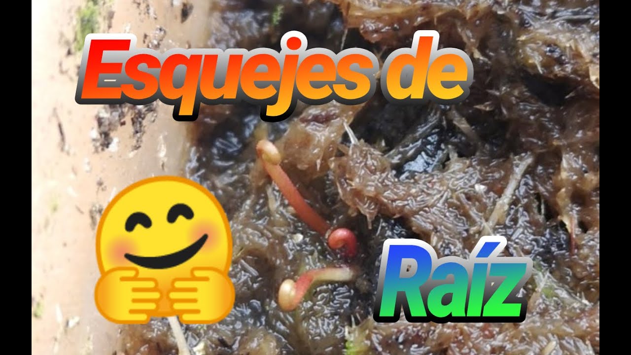 Cómo hago mis esquejes de raíz