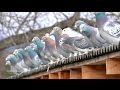 Racing pigeons winter survivors by the mountains