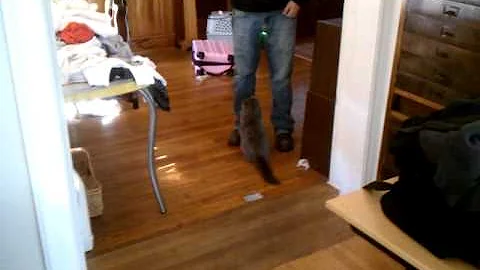 Kitty no like balls.