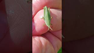 若者よ、君の名は!?〜🧚A cute grasshopper showed up right from my hands♪〜元気なバッタの赤ちゃん #バッタ #ジャンプ #あじさい