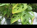 How to fix yellowing leaves of broken heart plant