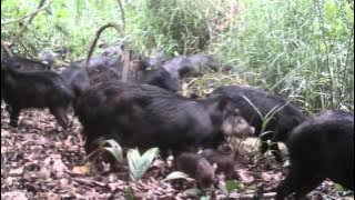 Capítulo 3 | Corazón del monte: la selva Lacandona