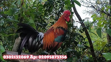 Tus Qaib f2 qua Zoo Tuaj Zoo Heev 8/11/2025