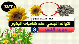 التوالد الجنسي عند كاسيات البذور | دورة النمو 8