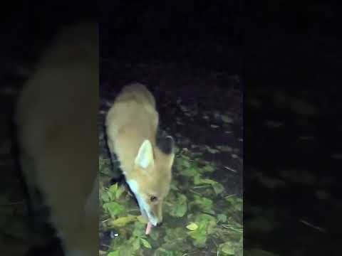 Драка ДИКИХ ЛИС