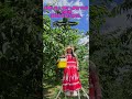 Cherry picking in Cromwell, Summer 2026