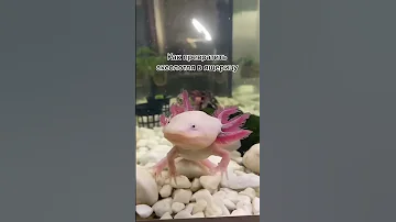 Как превратить аксолотля в ящерицу 🦎