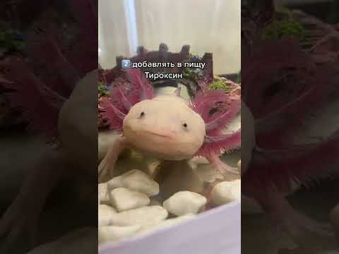 Видео: Стоит ли трогать саламандру?