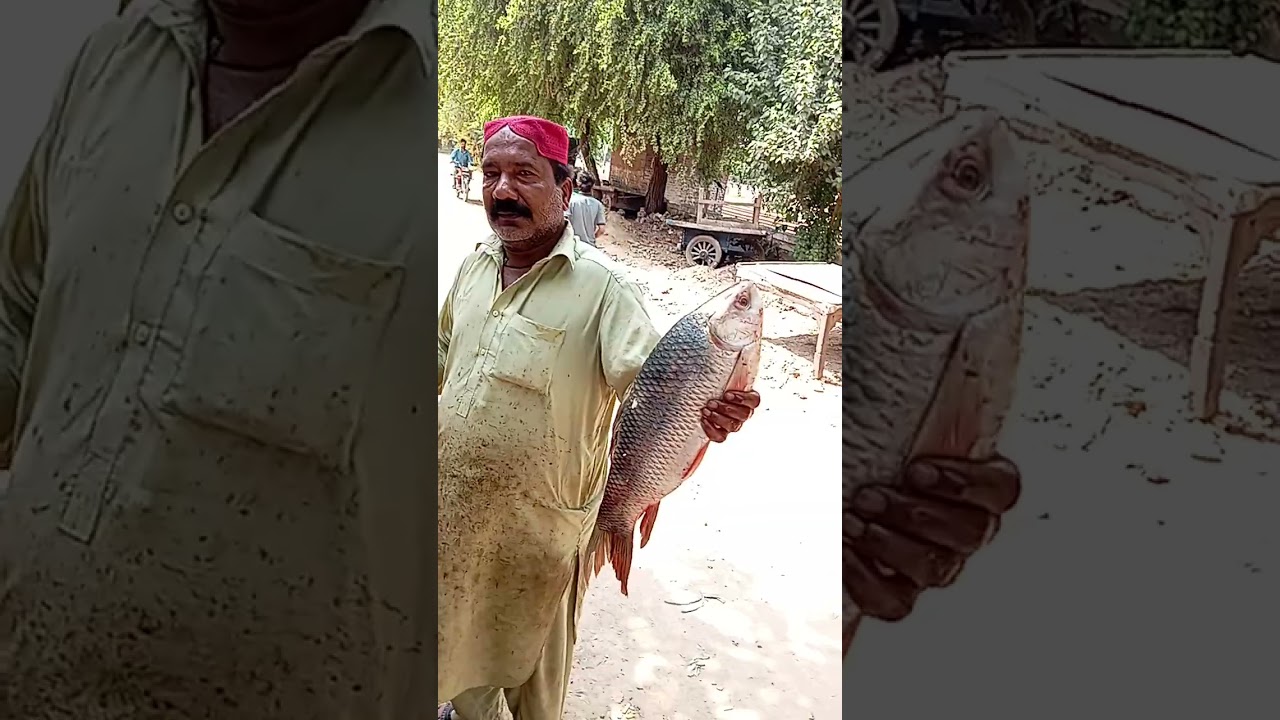 Fresh River Rohu Fish for Fry 