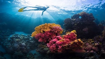 Underwater loudspeakers can help restore coral reef, says new research