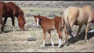 Wild Horses of America S3 E20 Curly Foals and Stallions in Salt Wells Creek WY by Karen King Guide